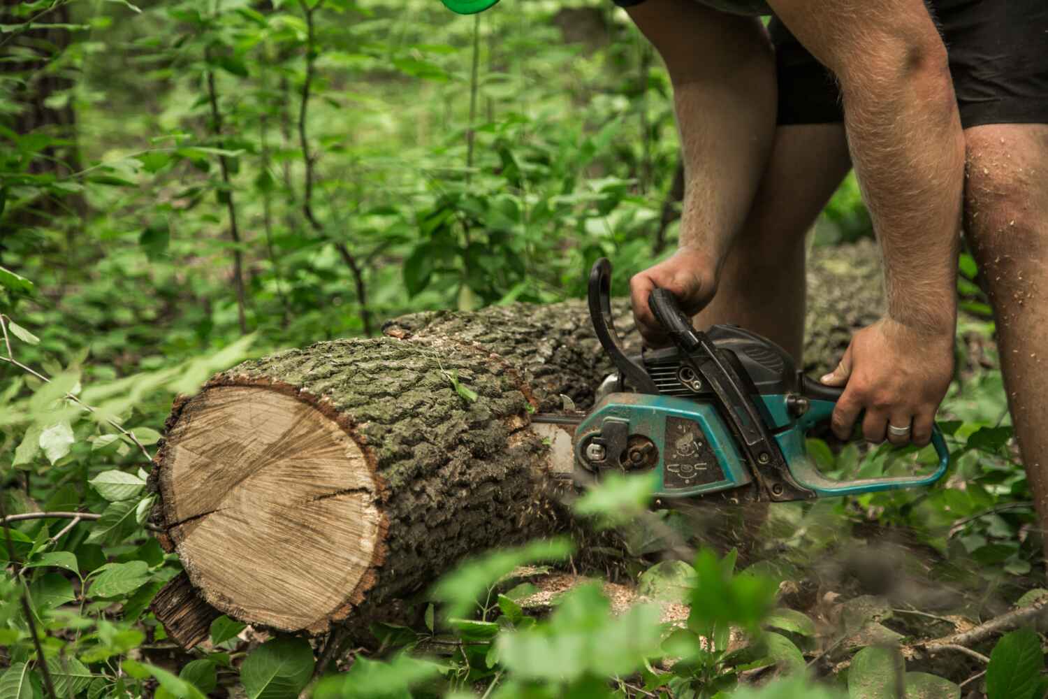 Best Tree Trimming Near Me  in Clermont, IN